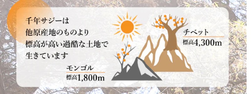 果汁100%の千年サジーで置き換えダイエットに決着を。情報サイト